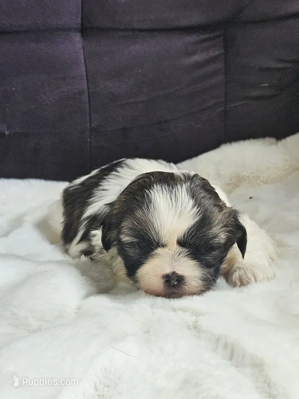 Mocha – Shih Tzu puppy for sale in Neillsville, WI