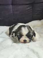 Mocha, a male Shih Tzu for sale in Neillsville, WI – 1 of 1