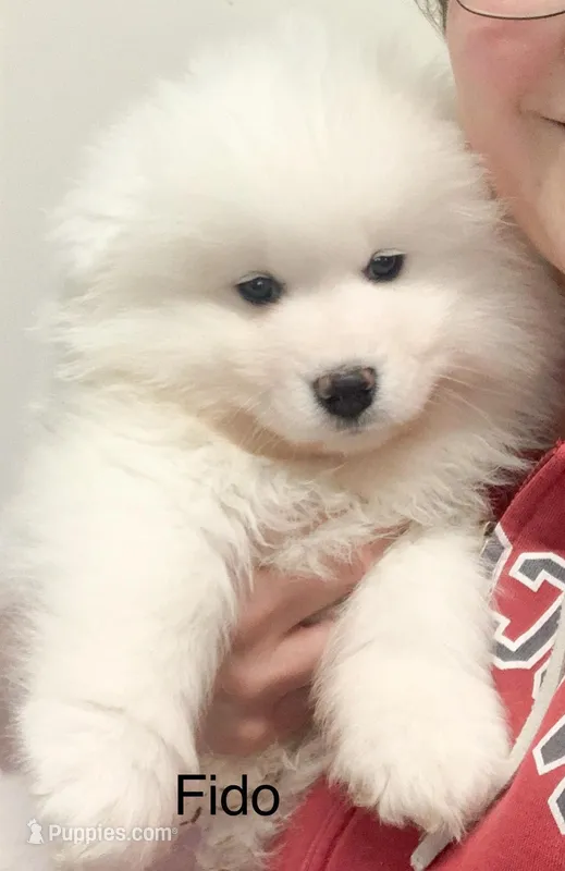 Fido  – Samoyed puppy for sale in Neillsville, WI