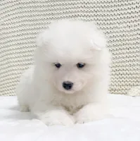 Fido , a male Samoyed for sale in Neillsville, WI – Photo 1 of 2