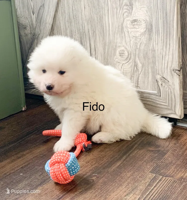 Fido  – Samoyed puppy for sale in Neillsville, WI