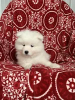 Fido , a male Samoyed for sale in Neillsville, WI – Photo 2 of 2