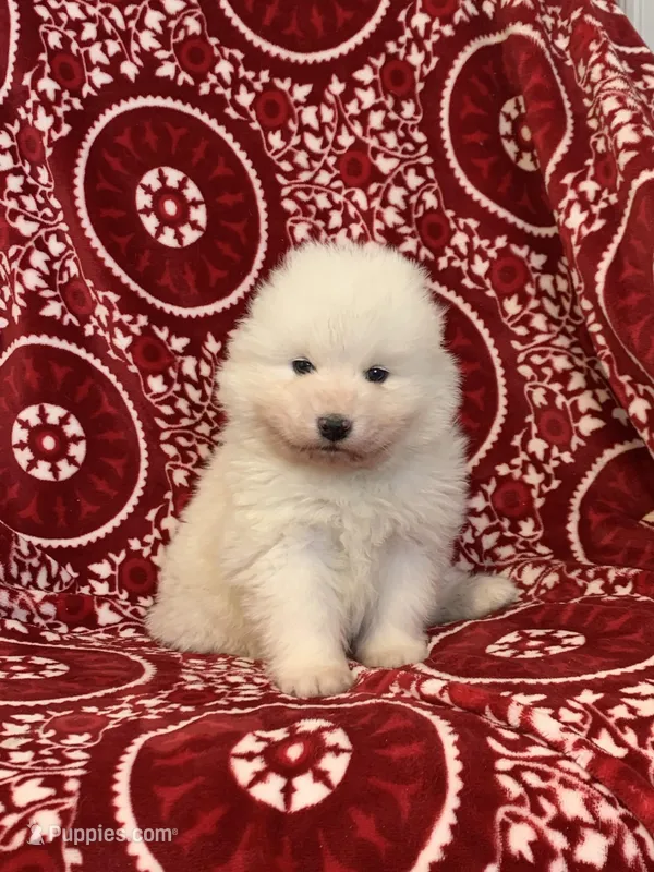 Fido  – Samoyed puppy for sale in Neillsville, WI