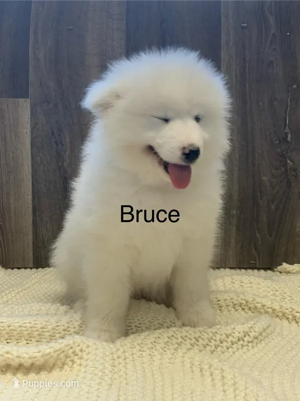 Bruce