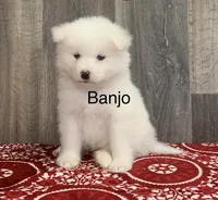 Banjo, a male Samoyed for sale in Neillsville, WI – Photo 1 of 2