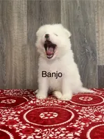 Banjo, a male Samoyed for sale in Neillsville, WI – Photo 2 of 2