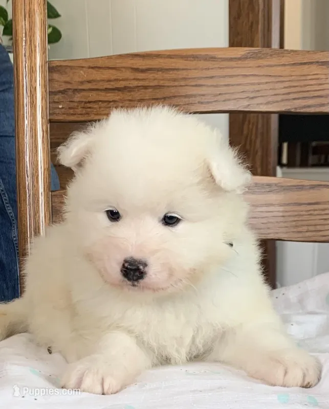 Fred – Samoyed puppy for sale in Neillsville, WI