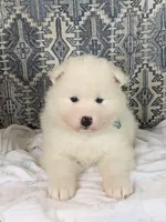 Fred, a male Samoyed for sale in Neillsville, WI – Photo 2 of 2