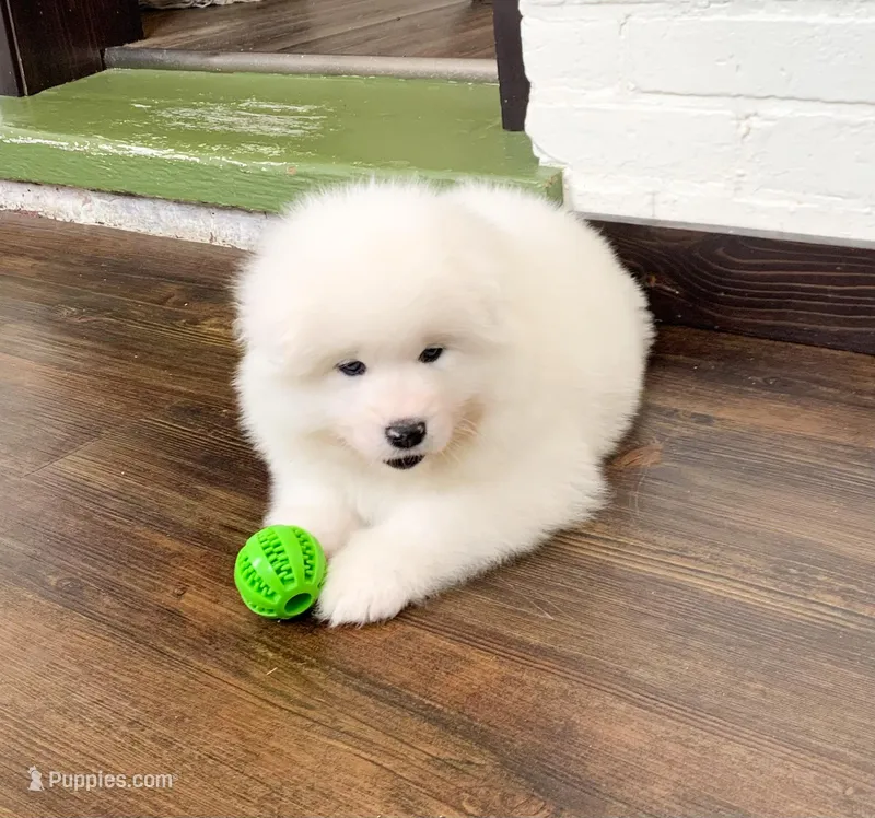 Fred – Samoyed puppy for sale in Neillsville, WI