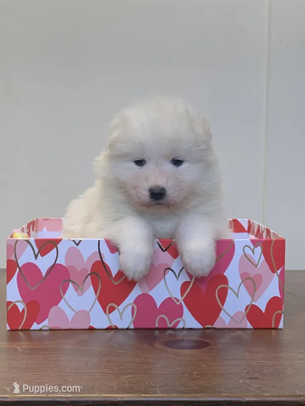 Fifi – Samoyed puppy for sale in Neillsville, WI