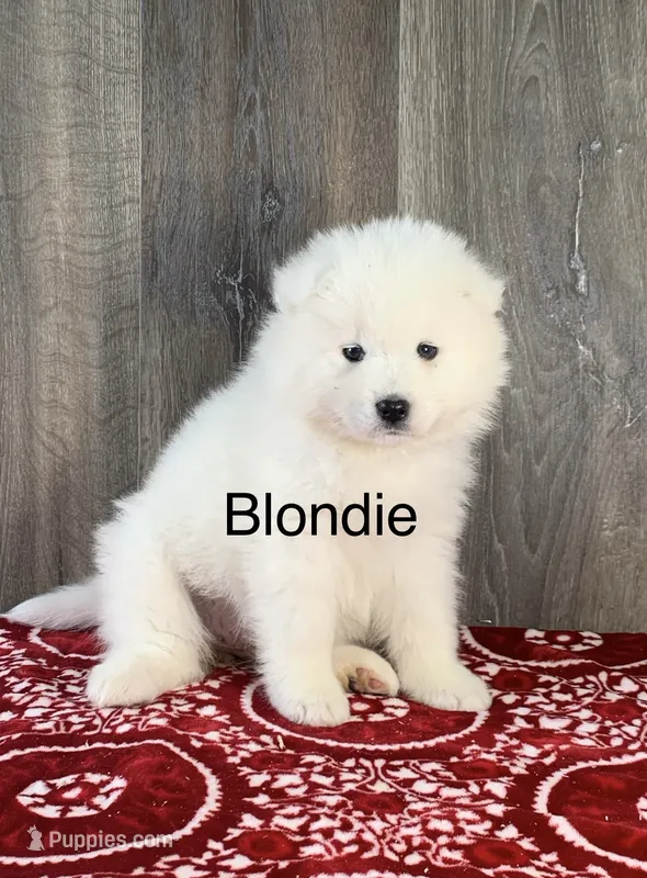 Blondie