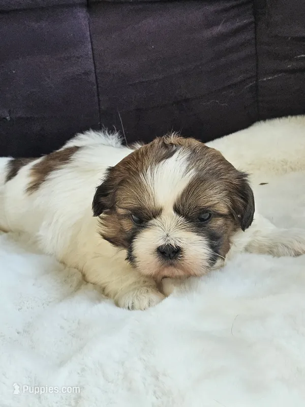 Caramel  – Shih Tzu puppy for sale in Neillsville, WI