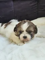 Caramel , a male Shih Tzu for sale in Neillsville, WI – 1 of 1
