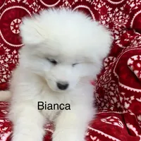 Bia, a female Samoyed for sale in Neillsville, WI – Photo 5 of 6