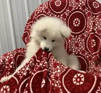Bia, a female Samoyed for sale in Neillsville, WI – Photo 2 of 6