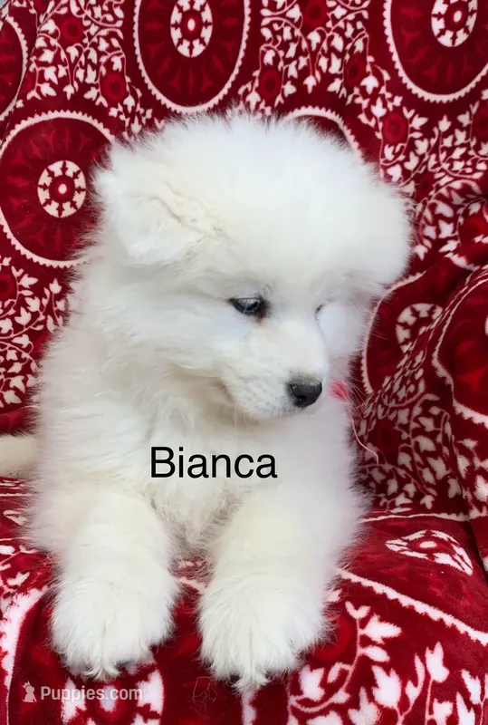 Bianca