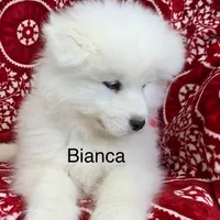 Bia, a female Samoyed for sale in Neillsville, WI – Photo 3 of 6