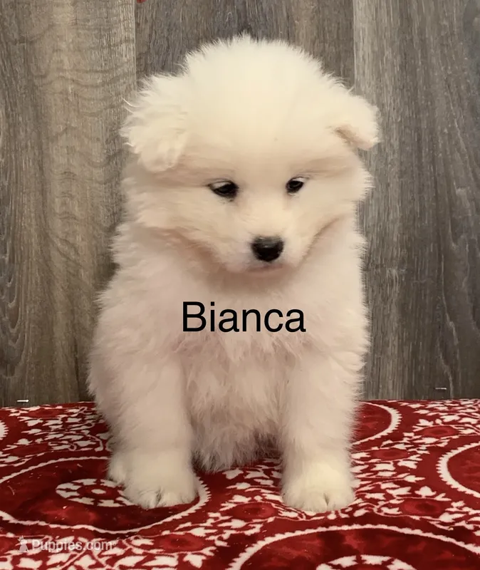 Bianca
