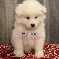 Bia, a female Samoyed for sale in Neillsville, WI – Photo 6 of 6