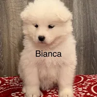 Bia, a female Samoyed for sale in Neillsville, WI – Photo 4 of 6