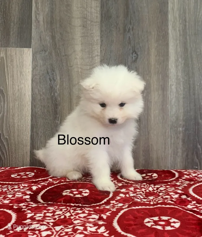 Blossom