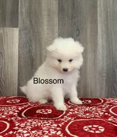 processed/0324d444-1cd6-48d8-95d5-d65157b5bdd9/listing/c392db59-4790-42c3-bd41-ca5249adbd6a/59f3fb7b-c659-411f-94a3-4b53ec00e14a