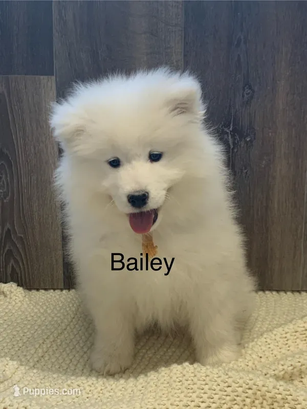 Bailey