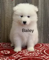 processed/0324d444-1cd6-48d8-95d5-d65157b5bdd9/listing/c86d42d3-7a45-41ba-8e9e-03b7c2f79d14/f51ca996-6385-40ee-8009-c86ecd578f86