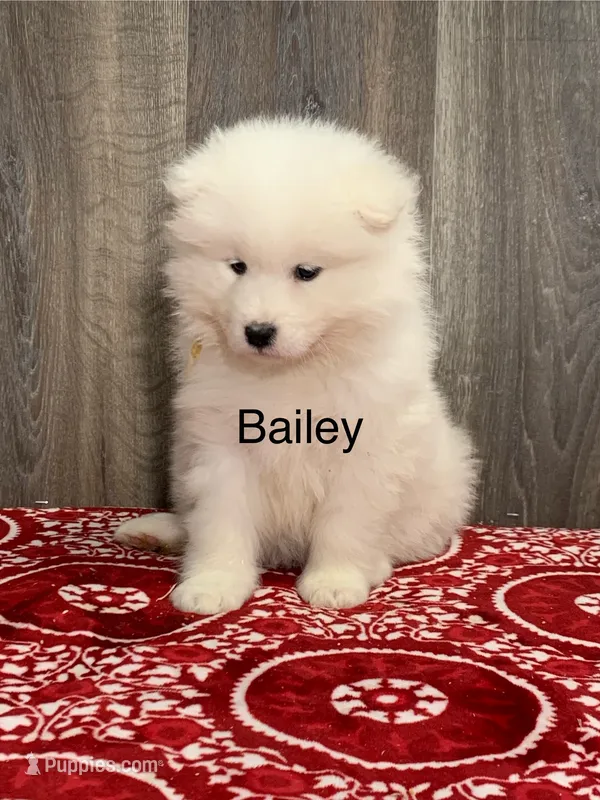 Bailey