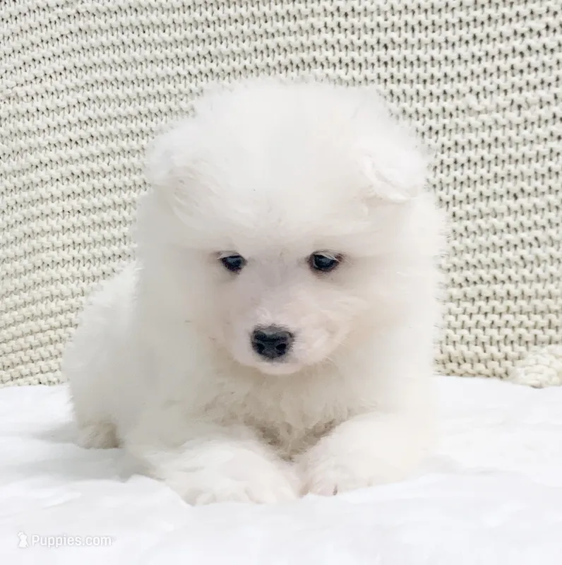 Fynn – Samoyed puppy for sale in Neillsville, WI