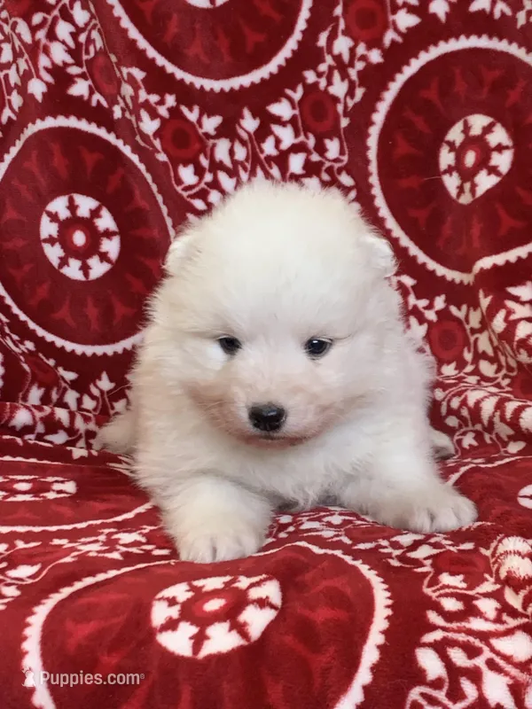 Fynn – Samoyed puppy for sale in Neillsville, WI