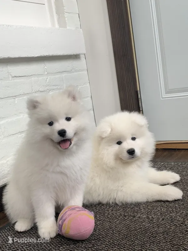 Fiona – Samoyed puppy for sale in Neillsville, WI