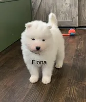 Fiona, a female Samoyed for sale in Neillsville, WI – Photo 3 of 3