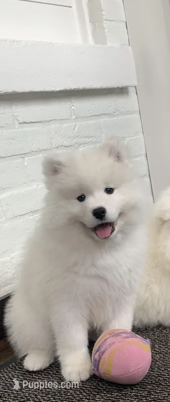 Fiona – Samoyed puppy on hold in Neillsville, WI