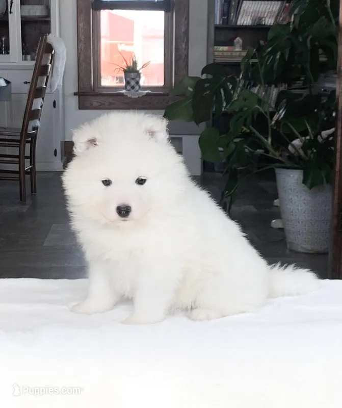 Fiona – Samoyed puppy for sale in Neillsville, WI