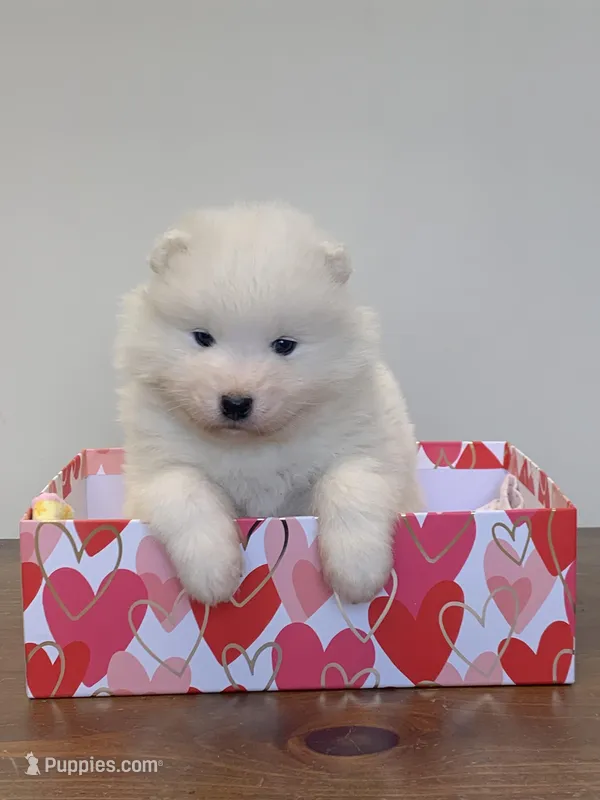 Fiona – Samoyed puppy for sale in Neillsville, WI