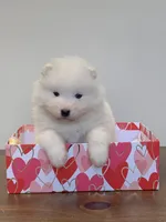 Fiona, a female Samoyed for sale in Neillsville, WI – Photo 1 of 2