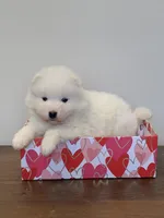 Fiona, a female Samoyed for sale in Neillsville, WI – Photo 2 of 2