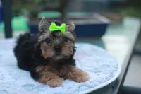 Green Bow Girl, a female Yorkshire Terrier for sale in Stanton, CA – 6 of 10