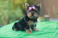 Pink Bow Girl, a female Yorkshire Terrier for sale in Stanton, CA – 4 of 10