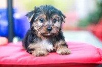 Enchanting Girl, a female Yorkshire Terrier for sale in Stanton, CA – 6 of 10