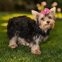 Pink Bow Girl, a female Yorkshire Terrier for sale in Stanton, CA – 3 of 4