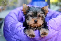 Adorable Girl, a female Yorkshire Terrier for sale in Stanton, CA – 3 of 10
