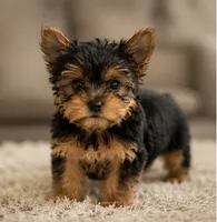 Happy Girl, a female Yorkshire Terrier for sale in Stanton, CA – 4 of 6