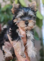 Gorgeous Girl, a female Yorkshire Terrier for sale in Stanton, CA – 9 of 10