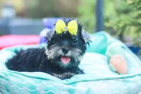 Yellow Bow Girl, a female Yorkshire Terrier for sale in Stanton, CA – 6 of 10