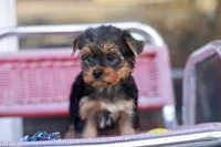Delightful Girl, a female Yorkshire Terrier for sale in Stanton, CA – 4 of 10