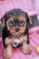 Delightful Girl, a female Yorkshire Terrier for sale in Stanton, CA – 7 of 10