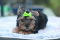 Green Bow Girl, a female Yorkshire Terrier for sale in Stanton, CA – 10 of 10
