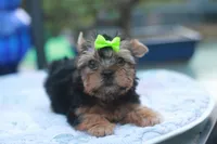 Green Bow Girl, a female Yorkshire Terrier for sale in Stanton, CA – 7 of 10
